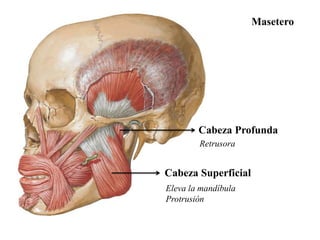 Masetero




        Cabeza Profunda
        Retrusora


Cabeza Superficial
Eleva la mandíbula
Protrusión
 