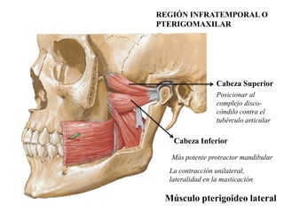 REGIÓN INFRATEMPORAL O
PTERIGOMAXILAR




                  Cabeza Superior
                  Posicionar al
                  complejo disco-
                  cóndilo contra el
                  tubérculo articular

   Cabeza Inferior

   Más potente protractor mandibular
  La contracción unilateral,
  lateralidad en la masticación

 Músculo pterigoideo lateral
 