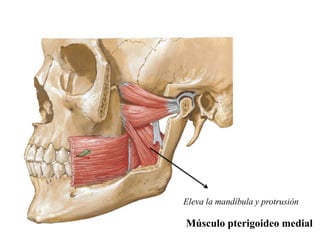 Eleva la mandíbula y protrusión

Músculo pterigoideo medial
 