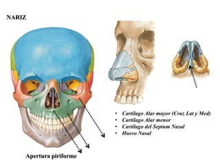 NARIZ




                         •   Cartílago Alar mayor (Cruz Lat y Med)
                         •   Cartílago Alar menor
                         •   Cartílago del Septum Nasal
                         •   Hueso Nasal



    Apertura piriforme
 