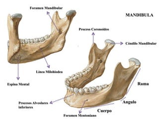 Foramen Mandibular

                                                                     MANDIBULA


                                              Proceso Coronoideo



                                                                     Cóndilo Mandibular




                   Línea Milohiodea


Espina Mental                                                                Rama



      Procesos Alveolares                                           Angulo
      inferiores
                                                           Cuerpo
                                      Foramen Mentoniano
 