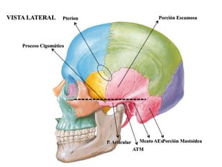 VISTA LATERAL        Pterion                           Porción Escamosa




    Proceso Cigomático




                               P. Articular    Meato AExPorción Mastoidea
                                              ATM
 