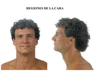 REGIONES DE LA CARA
 
