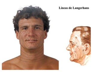 Líneas de Langerhans
 