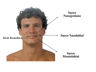 Surco
                   Nasogeniano




                  Surco Nasolabial
Borde Bermellón




                     Surco
                   Mentolabial
 