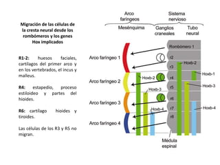 Migración de las células de
la cresta neural desde los
rombómeros y los genes
Hox implicados
R1-2: huesos faciales,
cartílagos del primer arco y
en los vertebrados, el incus y
malleus.
R4: estapedio, proceso
estiloideo y partes del
hioides.
R6: cartílago hioides y
tiroides.
Las células de los R3 y R5 no
migran.
 