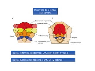 Desarrollo de la lengua
5ta. semana
Papilas filiformes(ectodermo): Shh, BMP-2,BMP-4 y FgF-8
Papilas gustativas(endodermo): Shh, Gli-l y patched
 