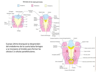 Cuerpo último branquial se desprenden
del endodermo de la cuarta bolsa faríngea
y se incorpora al tiroides para formar las
células C o células parafoliculares.
 