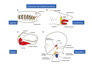 Evolución del Esplacnocráneo
Agnato Condrictio
Reptil Mamífero
 