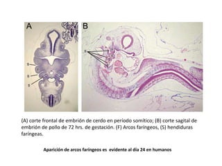 Aparición de arcos faríngeos es evidente al día 24 en humanos
(A) corte frontal de embrión de cerdo en período somítico; (B) corte sagital de
embrión de pollo de 72 hrs. de gestación. (F) Arcos faríngeos, (S) hendiduras
faríngeas.
 