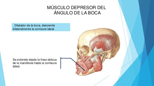 Cara y cuero cabelludo 2