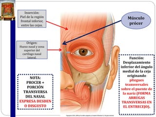 Musulo Procer CARA Y PIEL CABELLUDA ANATOMÍA DEPARTAMENTO DE ANATOMÍA | PDF