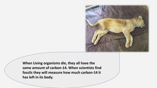 When Living organisms die, they all have the
same amount of carbon-14. When scientists find
fossils they will measure how much carbon-14 it
has left in its body.
 