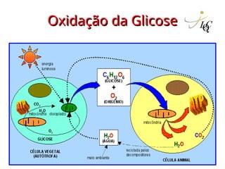 Oxidação da Glicose
Oxidação da Glicose
 
