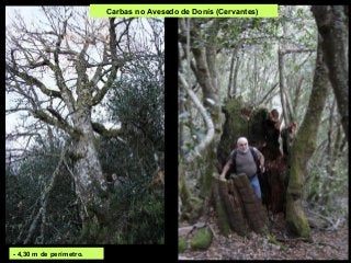 - 4,30 m de perímetro.
Carbas no Avesedo de Donís (Cervantes)
 