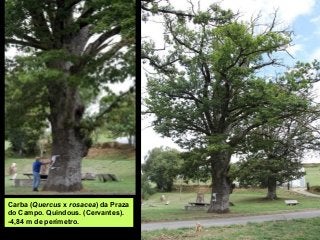 Carba (Quercus x rosacea) da Praza
do Campo. Quindous. (Cervantes).
-4,84 m de perímetro.
 