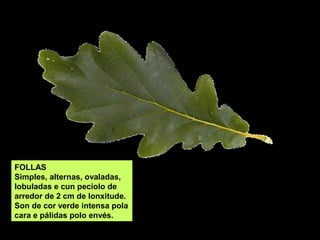 TORO
Dereito, coa tona gris, máis parda e con gretas ao facerse vella.
 