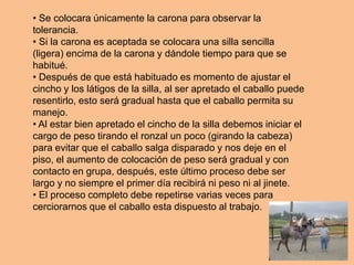 • Se colocara únicamente la carona para observar la
tolerancia.
• Si la carona es aceptada se colocara una silla sencilla
(ligera) encima de la carona y dándole tiempo para que se
habitué.
• Después de que está habituado es momento de ajustar el
cincho y los látigos de la silla, al ser apretado el caballo puede
resentirlo, esto será gradual hasta que el caballo permita su
manejo.
• Al estar bien apretado el cincho de la silla debemos iniciar el
cargo de peso tirando el ronzal un poco (girando la cabeza)
para evitar que el caballo salga disparado y nos deje en el
piso, el aumento de colocación de peso será gradual y con
contacto en grupa, después, este último proceso debe ser
largo y no siempre el primer día recibirá ni peso ni al jinete.
• El proceso completo debe repetirse varias veces para
cerciorarnos que el caballo esta dispuesto al trabajo.
 