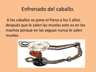 Enfrenado del caballo.
A los caballos se pone el freno a los 5 años
después que le salen las muelas esto es en los
machos porque en las yeguas nunca le salen
muelas.
 
