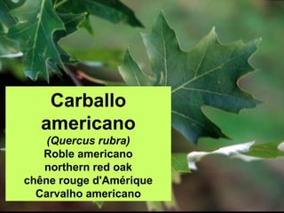 Carballo
americano
(Quercus rubra)
Roble americano
northern red oak
chêne rouge d'Amérique
Carvalho americano
 