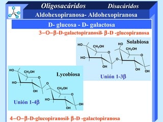 Oligosacáridos     Disacáridos
              Aldohexopiranosa- Aldohexopiranosa
                     D- glucosa - D- galactosa
               3−Ο−β-D-galactopiranosil- β-D -glucopiranosa

                                      HO                  HO   Solabiosa
                                            CH 2OH
                                                               CH2OH
                                                      O
                                                                        O
                                       HO                 O

                                                 OH
HO                                                                 OH
      CH2OH                                                                 OH
               O
                         Lycobiosa             Unión 1-3β
 HO                 O
                         CH2OH
          OH
                                  O
                    HO
 Unión 1-4β                           OH
                             OH


4−Ο−β-D-glucopiranosil- β-D -galactopiranosa
 