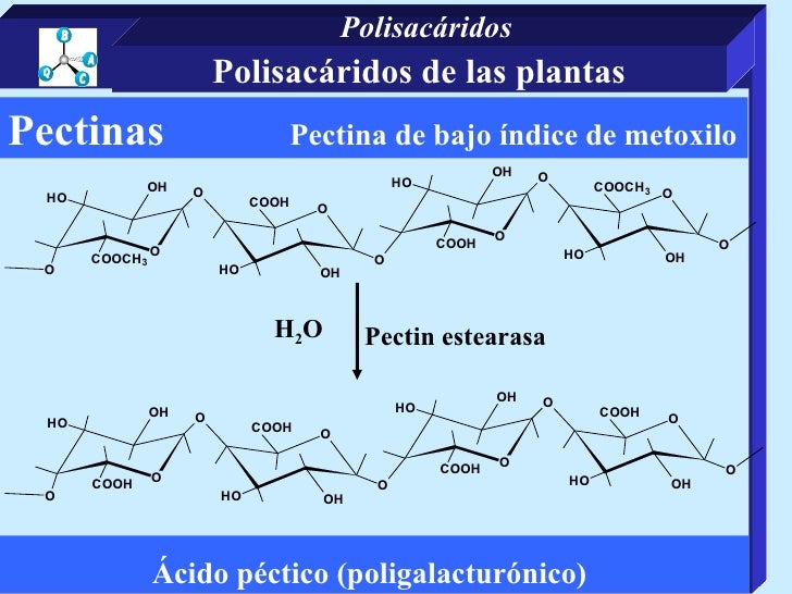 Carbo4 polisacáridos