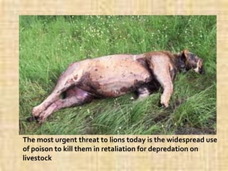 Carbofuran kills lions