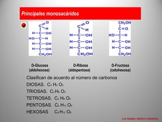 Principales monosacáridos
D-Glucosa
(aldohexosa)
D-Ribosa
(aldopentosa)
D-Fructosa
(cetohexosa)
Clasifican de acuerdo al número de carbonos
DIOSAS. C2 H4 O2
TRIOSAS. C3 H6 O3
TETROSAS. C4 H8 O4
PENTOSAS. C5 H10 O5
HEXOSAS C6 H12 O6
LUZ ANABEL SIERRA CARDENAS
 
