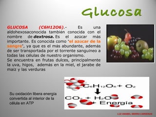 GLUCOSA (C6H12O6).- Es una
aldohexosaconocida también conocida con el
nombre de dextrosa. Es el azúcar más
importante. Es conocida como “el azúcar de la
sangre”, ya que es el más abundante, además
de ser transportada por el torrente sanguíneo a
todas las células de nuestro organismo.
Se encuentra en frutas dulces, principalmente
la uva, higos, además en la miel, el jarabe de
maíz y las verduras
Su oxidación libera energía
convertida al interior de la
célula en ATP
LUZ ANABEL SIERRA CARDENAS
 