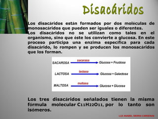 Los disacáridos están formados por dos moléculas de
monosacáridos que pueden ser iguales o diferentes.
Los disacáridos no se utilizan como tales en el
organismo, sino que éste los convierte a glucosa. En este
proceso participa una enzima específica para cada
disacárido, lo rompen y se producen los monosacáridos
que los forman.
Los tres disacáridos señalados tienen la misma
fórmula molecular C11H22O11, por lo tanto son
isómeros.
LUZ ANABEL SIERRA CARDENAS
 