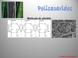 Molécula de almidón
LUZ ANABEL SIERRA CARDENAS
 