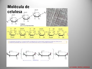 Molécula de
celulosa
LUZ ANABEL SIERRA CARDENAS
 