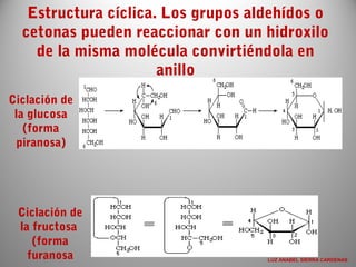 Estructura cíclica. Los grupos aldehídos o
cetonas pueden reaccionar con un hidroxilo
de la misma molécula convirtiéndola en
anillo
      
Ciclación de
la glucosa
(forma
piranosa)
Ciclación de
la fructosa
(forma
furanosa LUZ ANABEL SIERRA CARDENAS
 