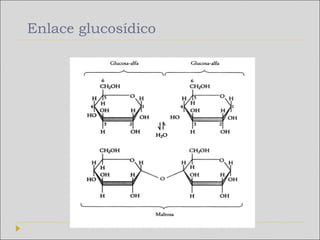 Enlace glucosídico
 
