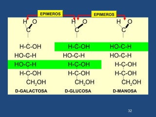 H O
C
H O
C
H O
C
H-C-OH H-C-OH HO-C-H
HO-C-H HO-C-H HO-C-H
HO-C-H H-C-OH H-C-OH
H-C-OH H-C-OH H-C-OH
CH2OH CH2OH CH2OH
D-GALACTOSA D-GLUCOSA D-MANOSA
32
EPIMEROS EPIMEROS
 