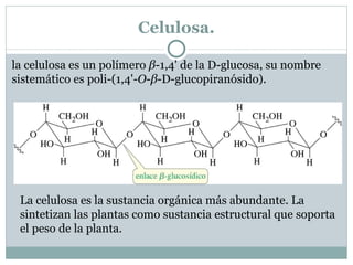 Enlace  β - glucosídico. Igual que la celobiosa, la maltosa contiene un enlace glicosídico 1,4' entre dos unidades de glucosa. La diferencia en la maltosa es que la estereoquímica del enlace glucosídico es  α  en lugar de  β . Los monosacáridos están unidos mediante la posición axial de C1 y la posición ecuatorial de C4'. 