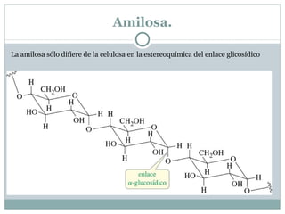 Enlace de dos carbonos anoméricos: sacarosa Algunos azúcares se unen mediante un enlace glicosídico directo entre sus átomos de carbono anoméricos: enlace 1,1'. La sacarosa está formada por una unidad de glucosa y una de fructosa enlazadas por un átomo de oxígeno que une sus átomos de carbono anoméricos. 