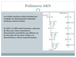 Amilosa helicoidal. La amilosa helicoidal forma un complejo de transferencia de carga de color azul con el yodo molecular. 