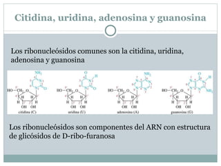 Amilopectina. La amilopectina es un polímero  α -1,4' ramificado de la glucosa. En las ramificaciones hay un enlace  α -1,6' sencillo que proporciona el punto de unión con la cadena principal. El glucógeno tiene una estructura similar, con la excepción de que está más ramificado 