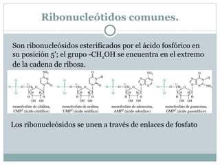 QUITINA Polisacárido de gran importancia estructural en los invertebrados. Se puede encontrar en los exoesqueletos de crustáceos e insectos. Las unidades básicas son N-acetil-D-glucosaminas unidas por enlaces  [1  4] glucosídicos . 