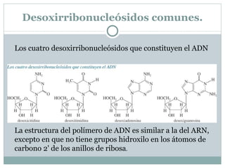 Polímero ARN Los ácidos nucleicos están formados por unidades de ribofuranósido enlazadas mediante uniones fosfato. El ADN y el ARN están formados, cada uno de ellos, por cuatro monómeros denominados nucleótidos que difieren en la estructura de las bases unidas a la desoxirribosa y ribosa respectivamente. 