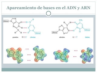 Ribonucleótidos comunes. Son ribonucleósidos esterificados por el ácido fosfórico en su posición 5'; el grupo -CH 2 OH se encuentra en el extremo de la cadena de ribosa. Los ribonucleósidos se unen a través de enlaces de fosfato 