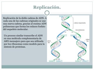 Apareamiento de bases en el ADN y ARN 