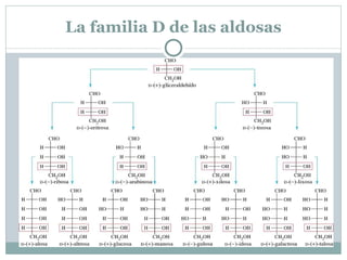 Degradación de una aldosa. Todos estos azúcares son naturales, excepto la treosa, lixoxa, alosa y gulosa . Los azúcares de la serie D dan lugar a D-(+)-gliceraldehído en la degradación a triosa. 