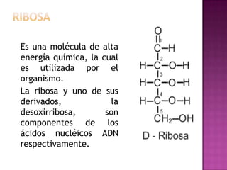 Carbohidratos | PPTX