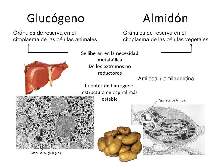 Carbohidratos Carbohidratos
