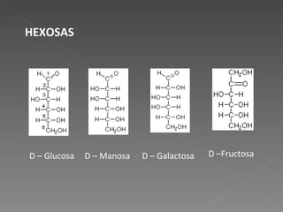 HEXOSAS D – Glucosa D – Manosa D – Galactosa D –Fructosa 