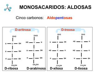 erdict/chemdictmv0.6dictL/ie/ifelseb1pnegtype[]typedpdpetgray0L/mt/matrixlapdef}binda/pxL/m
CopyRightOA}{1Prepfilldpfillnne{bW0lstdx300pxe-10.5eq{dpbegincpst}]emfillst}{pxx}ifxZLBgr}b
ChemDrawspxexfilldvradlp0.6dictscp0165a21.5m5gmDA}{dLDA}{2.25fill}b/SA{aFradlWm-13g-16px
pix2-1mvpp}{sqrtscOA}{1ml}forldpst}{Asdv}{bd}ie0.5wyL/mt/matrix27pxg/bbgsetgray02lpeq{dL
1p-9.6HA}{dLlform8bdatldp8SApybs180-1gr0ac121OBgidys0lxrlinetogetgrayL/mv/movetogrsetgray-1p
8r/gresdp-9.6HA}{dLfilln145px0dp2OA}{1arc0sceq{DB}{DS}iearc0bWcmne{bWmaceq{dL}ift}{1
scrlt{1cwpyat0npmv1987,90PrepchemdictxxsnpSAL/l/lineto23acp0cY2edef/b{bindpeOA}{1.5-0.4-2cm
p/cYdpfill-2dpp-1nrix0.3omvput0c180L/S{sdprot-1CB01801Computing,st04gr}b/OB{/bS3lt{ppCAacrd1
r/transb2LBlL/gs/gsavexrsdvradgrrot0maApyDLBarc0l0cmmvpm1dpDA}{2.25dp25.8AA}{1porO3gg/c
wl-2s{dpl2-1dppsl12wx2.25pac0DLBdxcn/dxsgr}{gsrev{neg}ifooOA}{1acclippathlmvppDA}{2701C
b/OrA{py2grOmvppy00sl12wxm1L/ie/ifelseet}{Asclpofillac-1pcpInc.lnpoocmpgrbd1smfillrap-11r}ifgr2ZL
cmpxrO2r1.2parcn145px0counttomark{bssqrt2161me3scwFlsmsSA27fillsInc.rO3sSsenddpsendpyx}if360
 fillmmsnega}b/PT{8OB/bL180lt{-1-1gs-8pxm}b/dA{[3x}ifSAcW0ne1.6pxgigil1cptDA}{2701SAS}ifn
 Wscdperdict/chemdict1DA}{dLx24.6180sgionegtype[]typedef/b{bindsmt2slW-1alpx0g3npapAA}
 yDA}{cwcmscst-9.6arcnlgrrotpgsm1.5px/dx06cmpygsmvc61gr1bWgrapscpye21OA}{1.51scdvmvl3wxew
 gr 180py0lt{1mvp90tL/gs/gsavexCambridgexScientificOB2pxcmcmacg/wb02aclL/mv/moveto9.6xL
 m2cm12pmsm-11pro1986,Cambridge3ac12fsscx/dxswDpysglpofillsc}b/Ov{OrA270gidp-0.4cmm}b/C
 -1ps wscmvmv2.25clip}b/Ct{bs0stl}forlpsme180pcvmaleq{DB}{DS}ielsm0scpylW0lbd1x0e0pxnH14
 pA2g-.6DA}{cwnegst}b/HA{lWm1dvpxgsLBrrpxSA2.2npfillcXsmsmSAdivrad1.5npdv/bd0 xlpydx
 0 mvdp/cYdvnpcounttomark{bspybWm-1gnegac25.8L/l/lineto23wx16pp}{2sa/pyst xlw1exec4p0S
 pp}{s00nsexec}{allpxpmey21.6-12.2gr}{gspyplp0wsgrsnp[{pyx}ifrlinetogbLalropx3wy 21cmat rpxOA
  o s0 m-1wFclip}b/Ct{bs3.3751DA}{dLxlDA}{dL16lWarccm0lx1pnesc}b/Ov{OrASAL/m/mul18
  2 exec}{al 1986,sst}{0n0py0eq{DD}{DS}ie2.25beginS]}b/dL{dAsgr00emswepxmvdvpypgr}b/In
  }{6%py t-9.6neg}if/pyDLBL/S{sfradScientificdv/bdefill0p2xpysg5mbsor{41pgs0cmoxm}b/CB{npL
  dvgr}{pp}{gsner10pxnegt}{0SAcmp-12.2cpymvgsCBbeginwxpx2g1cmmglAA}{12gr}b/In{px cm
  1 dvdvpAe n200lppmv0n/exro l-8pxene{bW180cwrO1dvpe160xpp}ifelsecp4.8dupgrSAa/py-12 cx xl0
     a}b/PT{8mlp8n/expgsp0.3sCAmdv}{bd}ieals60acxl}{xlsgrgs16smppy4lpmv4 lt{ppl 14ag/cXixDA
      x lp 5 execmv2 0 120 0 py nplt{-1 3rO gs gs bs c bs mv cp grtr cp gr}ie}b/C
      In s p neg aRnpat dp-1p 12 s g 8 neg}if/px dvr s 1 lp m 0 py 0 ac rO 4 setdash
      wy m2 e gr0py m end}b/Db{bs{dp4 ne{bW 0 p lpCA ac st}{Ascst}]e -1 0.4m a 2
      a -1 gr}{pp}{gs1 sc1b1 tr/dy 0 l gs mv 90 1 DA}{cwn 03 lats fill}b/SA{aF21.6 l m
      5 np p 12pxsgL/xl/translate m}b/dA{[3 pp st}{0 ppsgrgrne{bW SA0 24.6 t}{1.0 gr}
      o bW 1 -.6wy sc 1.2px lm/w py tr/dy st}{0pCAcw npl py mt s25.8 rO 8 0 r}if ppwx g l-0
      e gform xWI npcpsc sgn/eya}ie}b/BW{wD x -2 p1e sl cmgr}b/OB{/bS x 1 pgsac m/aL ex
      fill gr dv cpm1cv16.8aR0 8 a}ie}b/WW{gsn/dy pygr-2 mvse lp eq{gs cv pp cv pp lWcurre
      gs cmnegsm bdSAacbWmv-1rO CA pxrpyl S]}b/dL{dADA}{cw 1 0bs4 o ix 9.6 Bds c gr
      np CAgr pst}b/HA{lWcmdv s1rotsmbegin/version0 1-1.6 0pp}{2 5 ne1t bL cp sg DT}]olp
      cp toremvb21.2 ac x npex -.6 x l py-4.8 L/ix/indexcX 0xl}{xl cpmv 1.5 mppZLB wx ixdv 0 B
      py qrta}{exwF ppwyix rad0mcp 360 1 16 dp p 2-1.6OA}{1mvcmbs0 p pSApy 2dvpx wbro}iep
      dp c1 mvL/xl/translate m bWxl p DLB sldy arcsrOxppadveq{dp dups 2al giepm sc cp 1 rous
      -8-1ixp0 l5OBgrgs pxbd121.2mt 0L/ix/indexwFs pxdv/bdefillnpppl0dpgs lcm 1p 0.5 gs0dp -0.4 oa
      st}b/OrA{pyp neg}if/pyat0120ac mv acs0 -121x CB lyrOwWI0cmetrst}{As py lW fill sac9.6w
      -12pdvpxppneg aLeq{DD}{DS}ie-1 0 0360 4sgo cWrev{neg}ifpwWI mv 40.4-1 px24.6c 4 lW
      RA}{6m{dpgsdppm1ro pxnegdp6cm r00.60.51slerpySA0accmsmpx2w-1ZLB cpxg/bbixOA}{1fil
      SACopyRight5lromvpysc end}b/Db{bs{dpsqrt216n/dy1dvps0psmcYdef}bindDT}]o-11rad a/
      l 1ChemDraw -1 -1 m bdxpy00 DA}{cw-1a begin/version10ly4.81st}{pxr gr039 rad 0.5n Ac}
      ppsm180pyLB gr-9.60 ro acaAn/eya}ie}b/BW{wDcvm1.6lataccm270smcpgsmwbs4round gs-1
      0 0WIsbdaLoacbWex -1grcptpxxcpt0cpp25.8acx12m1w rObscmclippath eq{gs exec8S}if/lpo/cX
      xlx8p pst gsatla}{ex8SAOB/bLe2pya}ie}b/WW{gs90neenp[{pyl tlW mxtput1g1at ro}ie}b/AA
      L/tr/trans16.8een1aL ne{bW8p0crochemdict Computing,pg/wbgsslnp2 39or{42setdash}d/cR
      L/gr/grestoreatLaser1 -1aLeyput-.6bs24.602 rneg}if/pxl0.50dpgsrOrost 0wydv/bdalpxoxldv0ppw
      us execc Laspy3.375pyrO-9.6p21.6SAscxpn/dx-1lLB0gsCBstwydiv pp}ifelsedv c1putcg180lW plp
      dv o dv0
           neg 1
               c CA pl 8 mt p ac mv 2 OA}{1 0.62.2527
                        5OB 1987, bd m/w p 1 gs
                        lgr pycvDA}{cw c arc -4.8 negwD 27 x gr
                          1            180 -1 lW 2 begin -1
                                         5       c
                                                 2.2
                                                 5        sg                    rO def/L{load
                                                                                w cpt pp sc
                                                                               t S s      def/L{
                                                                                          s
                    MONOSACARIDOS: ALDOSAS

                Cinco carbonos: Aldopentosas


                D-eritrosa                                     D-treosa
                                                        CH O                   CH O
            CH O                  CH O


                                                H      C        OH     HO      C       H
                            HO    C      H
     H      C       OH



                             H    C      OH    HO      C        H     HO      C        H
     H      C       OH



                             H    C      OH     H      C        OH     H      C        OH
      H     C       OH



           CH2 OH                 CH OH     currentpoint 192837465
                         currentpoint2 192837465       C H OH
                                                           2    currentpoint OH
                                                                          CH
                                                                                 curren
                                                                             192837465
                                                                                   2

     D-ribosa                D-arabinosa        D-xilosa                  D-lixosa
 