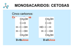 Monosacáridos         Estructura
 MONOSACARIDOS: CETOSAS

Cinco carbonos:
Cetopentosas
     CH2OH             CH2OH
     C O               C O
  H C OH          HO C H
  H C OH             H C OH
     CH2OH             CH2OH

  D-ribulosa         D-xilulosa
 