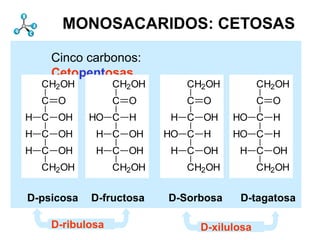 Monosacáridos          Estructura
      MONOSACARIDOS: CETOSAS

    Cinco carbonos:
    Cetopentosas
  CH2OH          CH2OH       CH2OH          CH2OH
  C O            C O         C O            C O
H C OH      HO C H        H C OH      HO C H
H C OH       H C OH       HO C H      HO C H
H C OH       H C OH       H C OH       H C OH
  CH2OH          CH2OH       CH2OH          CH2OH


D-psicosa    D-fructosa   D-Sorbosa    D-tagatosa

    D-ribulosa                 D-xilulosa
 